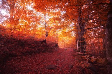 Düşen yaprakları olan güzel renkli bir sonbahar ormanı. doğal arkaplan