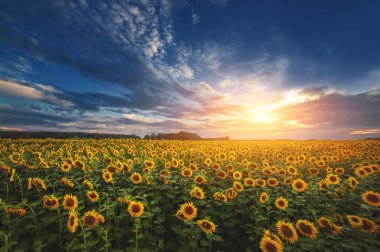 Yaz manzarası. Günbatımında güneşli ayçiçeği tarlası