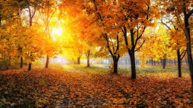 Derin sonbahar ormanlarında renkli ağaçlar ve kırsal yol.