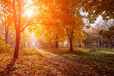 Derin sonbahar ormanlarında renkli ağaçlar ve kırsal yol, doğal arka plan.