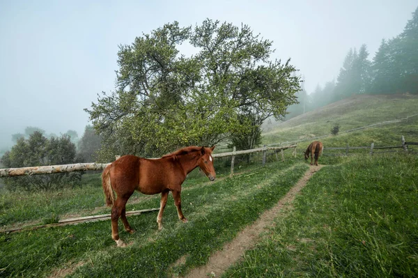 Konie Pasą Się Górach — Zdjęcie stockowe