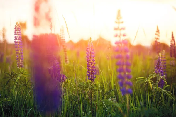 Frumoase Lupine Albastre Violete Câmp Rural Răsărit Apus Soare Fundal — Fotografie, imagine de stoc