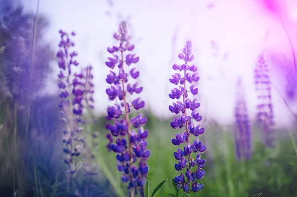 Bellissimi Lupini Blu Viola Campo Rurale All Alba Tramonto Sfondo — Foto Stock