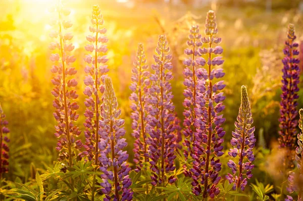 Hermosos Altramuces Azules Violetas Campo Rural Amanecer Atardecer Fondo Floral —  Fotos de Stock