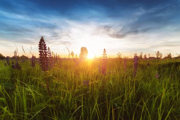 Mooie Blauwe Violette Lupine Het Platteland Bij Zonsopgang Zonsondergang Natuurlijke — Stockfoto