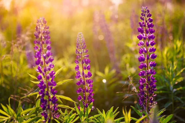 Bellissimi Lupini Blu Viola Campo Rurale All Alba Tramonto Sfondo — Foto Stock