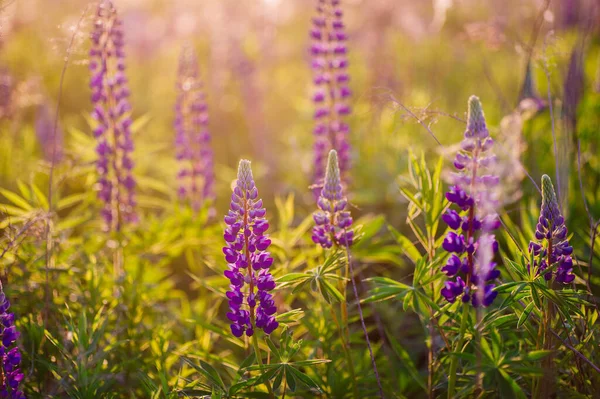 Красивые Голубые Фиолетовые Люпины Сельской Местности Восходе Солнца Закат Натуральный — стоковое фото
