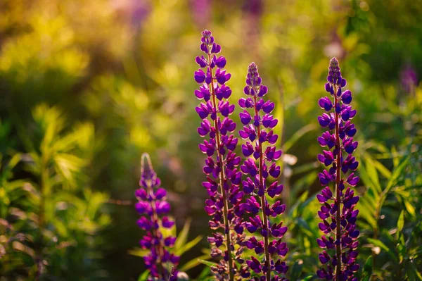 Mooie Blauwe Violette Lupine Het Platteland Bij Zonsopgang Zonsondergang Natuurlijke — Stockfoto