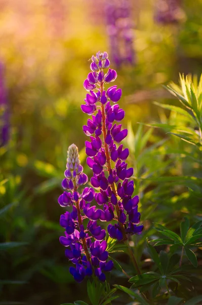 Mooie Blauwe Violette Lupine Het Platteland Bij Zonsopgang Zonsondergang Natuurlijke — Stockfoto