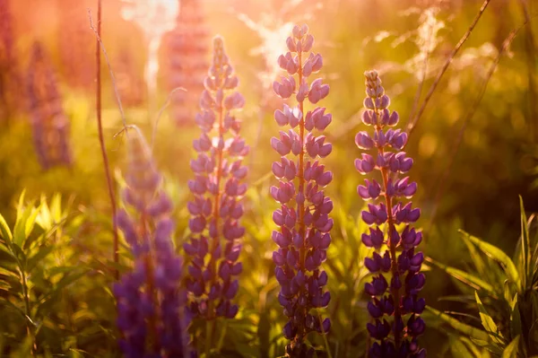 Bellissimi Lupini Blu Viola Campo Rurale All Alba Tramonto Sfondo — Foto Stock