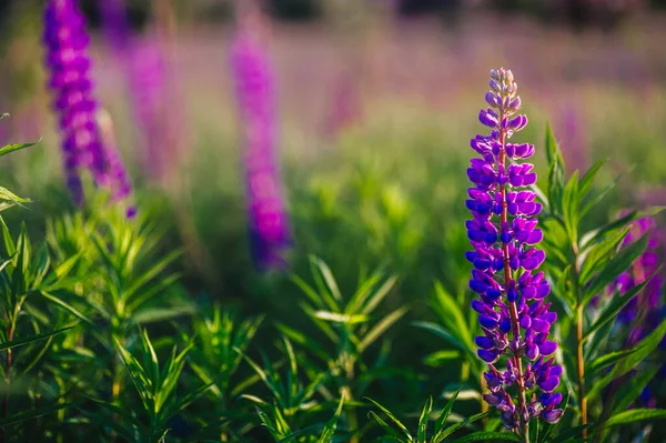 Hermosos Altramuces Azules Violetas Campo Rural Amanecer Atardecer Fondo Floral —  Fotos de Stock