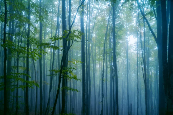 Magica Foresta Nebbiosa Autunno Paesaggio Beatiful — Foto Stock