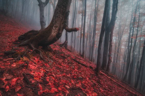 Красивый Красочный Осенний Лес Опавшими Листьями Естественный Фон — стоковое фото