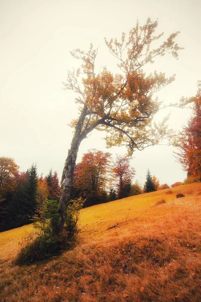 Kleurrijke Herfstbos Verbazingwekkend Landschap — Stockfoto