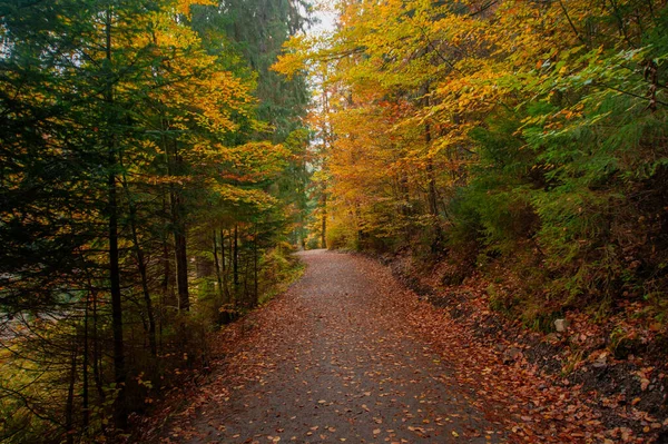 Волшебный Туманный Осенний Лес Красивый Пейзаж — стоковое фото