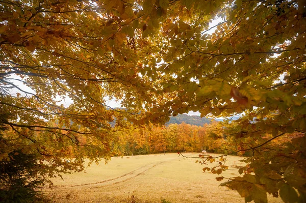 Beautiful Colorful Autumn Forest Fallen Leaves Natural Background — Stock Photo, Image