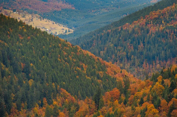 Foresta Autunnale Colorata Paesaggio Incredibile — Foto Stock