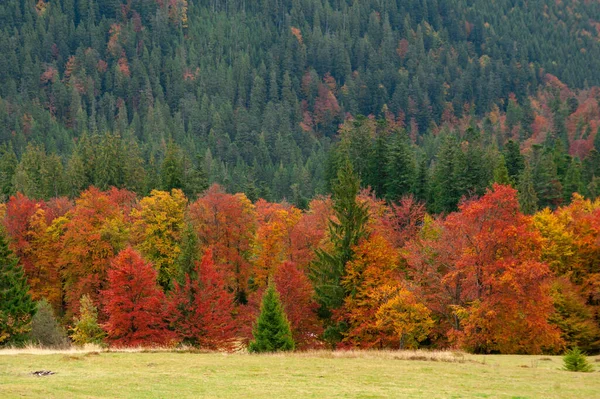 Πολύχρωμο Φθινόπωρο Δάσος Καταπληκτικό Τοπίο — Φωτογραφία Αρχείου