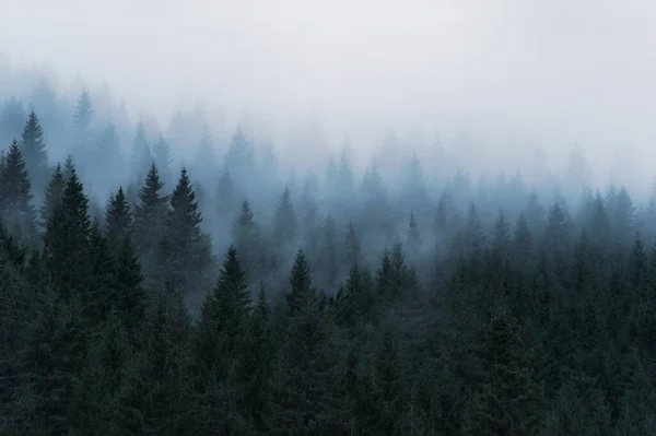 Forêt Pins Brumeux Fond Automne Naturel — Photo