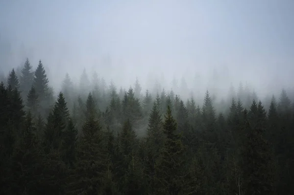 Pineta Nebbiosa Sfondo Autunno Naturale — Foto Stock