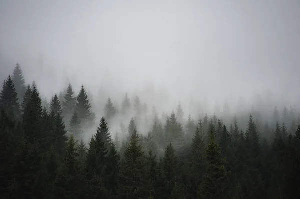 Sisli çam ormanı. Doğal sonbahar arkaplanı