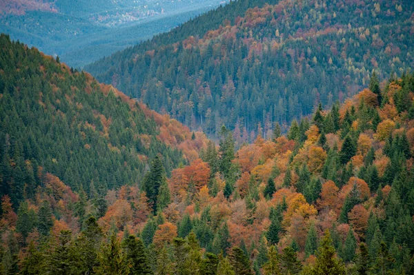 Bosque Otoño Colorido Paisaje Increíble — Foto de Stock