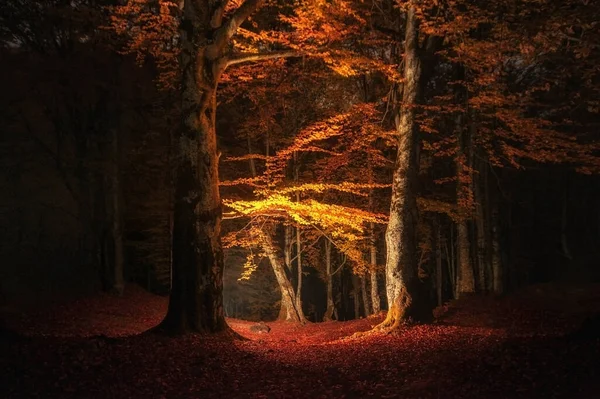 Bela Floresta Outono Colorido Com Folhas Caídas Fundo Natural — Fotografia de Stock