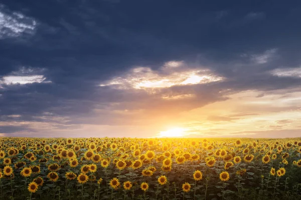 Sonnenblumenfeld Unter Szenisch Dramatischem Himmel — Stockfoto