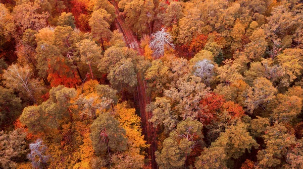 Flygslöja Färgglad Skog Fantastisk Höst Bakgrund Fågelöga Drönarskott — Stockfoto