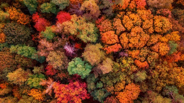 Aerial Veiw Colorful Forest Amazing Autumn Background Bird Eye Drone — Stock Photo, Image