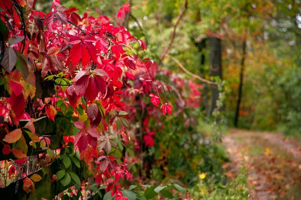 Red Leaves Old Wooden Fence Autumn Background — Stock Photo, Image