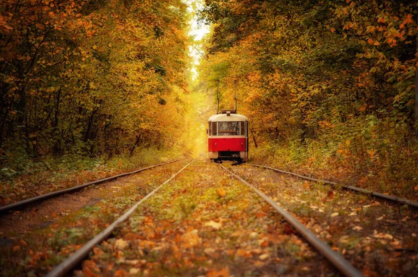 Piros Retro Villamos Mágikus Mély Napsütéses Színes Erdőben Csodálatos Természetes — Stock Fotó