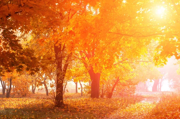 Arbres Colorés Route Rurale Dans Forêt Profonde Automne Fond Naturel — Photo