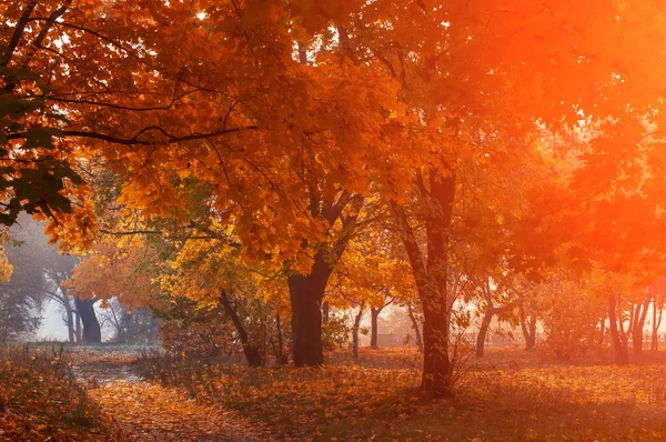 Alberi Colorati Strada Rurale Profonda Foresta Autunnale Sfondo Naturale — Foto Stock