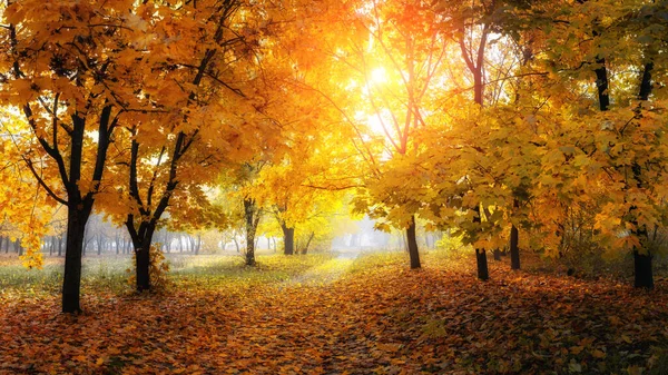 深い秋の森の中のカラフルな木々や田舎道 — ストック写真