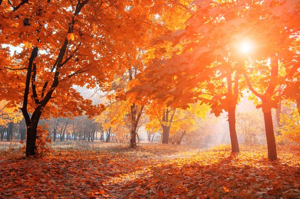 Colorful Trees Rural Road Deep Autumn Forest Natural Background — Stock Photo, Image