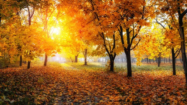 Derin sonbahar ormanlarında renkli ağaçlar ve kırsal yol.