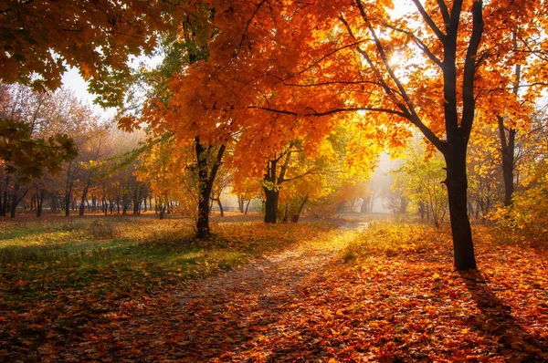 Arbres Colorés Route Rurale Dans Forêt Profonde Automne Fond Naturel — Photo