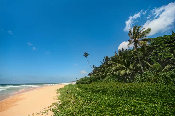 Красивий Екзотичний Океанський Пляж Долонями Камінням Блакитним Хмарним Небом — стокове фото