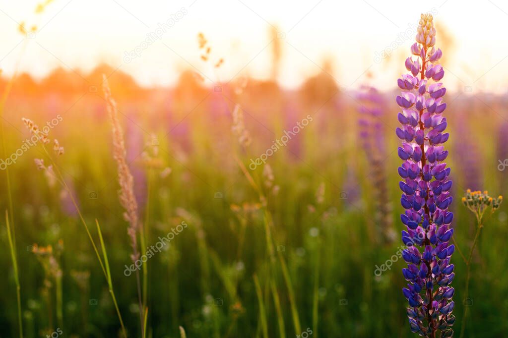 scenic shot of beautiful purple flowers on field at sunset