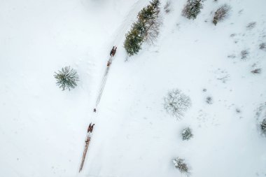 Gökyüzünden her zaman yeşil olan çam ormanları ve at arabasının manzarası. Kuş gözü, İHA atışı. şaşırtıcı doğal kış geçmişi