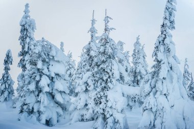 Karla kaplı köknar ağaçları. Güzel kış manzarası