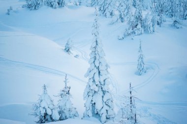 Karla kaplı köknar ağaçları. Güzel kış manzarası