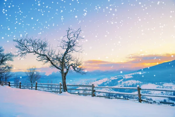 Winterlandschap Pijnbomen Bedekt Met Sneeuw — Stockfoto