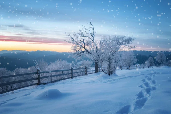 Paisaje Invierno Pinos Cubiertos Nieve — Foto de Stock