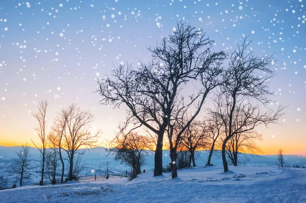 Winterlandschap Pijnbomen Bedekt Met Sneeuw — Stockfoto