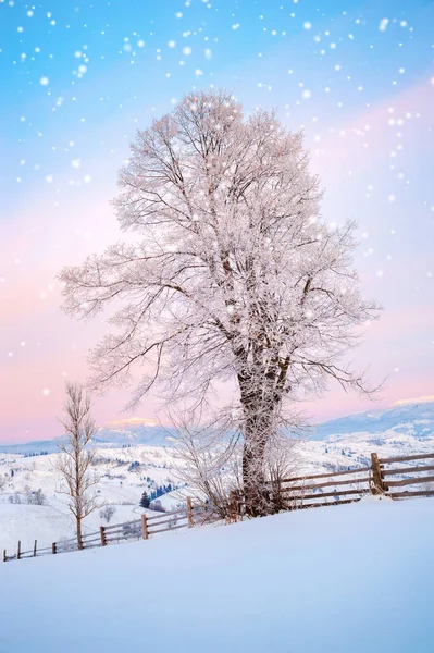 Téli Táj Hóval Borított Fenyőfák — Stock Fotó
