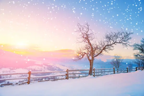 Зимовий Пейзаж Соснові Дерева Покриті Снігом — стокове фото