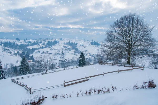 Jodły Pokryte Śniegiem Górami Horyzoncie Piękny Zimowy Krajobraz — Zdjęcie stockowe