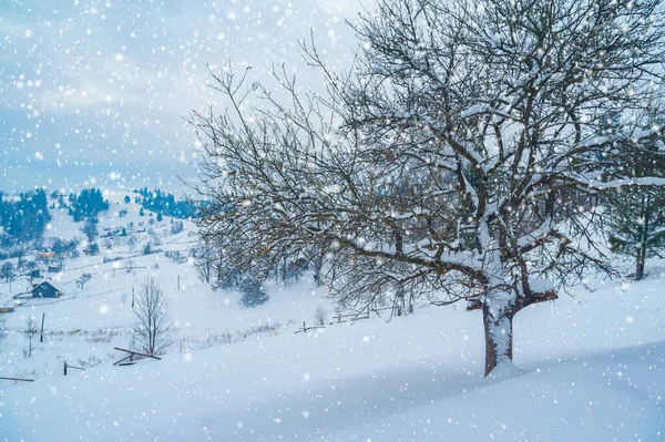 Granar Täckta Med Snö Och Berg Vid Horisonten Vackert Vinterlandskap — Stockfoto